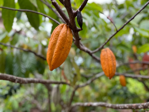 Précautions et contre-indications cacao importantes