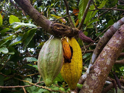 LES PROPRIÉTÉS DU CACAO CÉRÉMONIAL