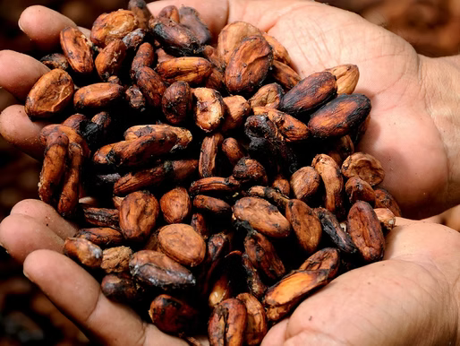 LE BON DOSAGE DU CACAO CÉRÉMONIAL