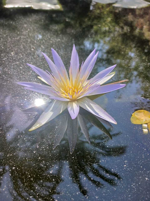 Les bienfaits du lotus bleu : une plante sacrée pour apaiser le corps, le cœur et l’esprit