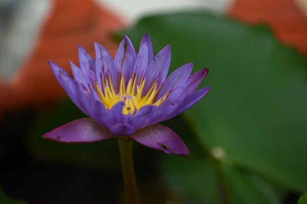 Le Lotus bleu : origines, symbolisme et comment l’intégrer dans ses rituels quotidiens
