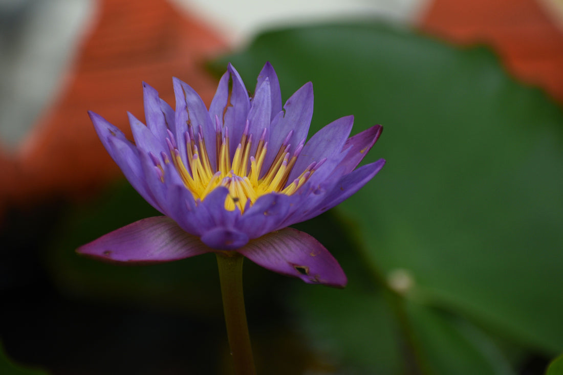 Le Lotus bleu : origines, symbolisme et comment l’intégrer dans ses rituels quotidiens