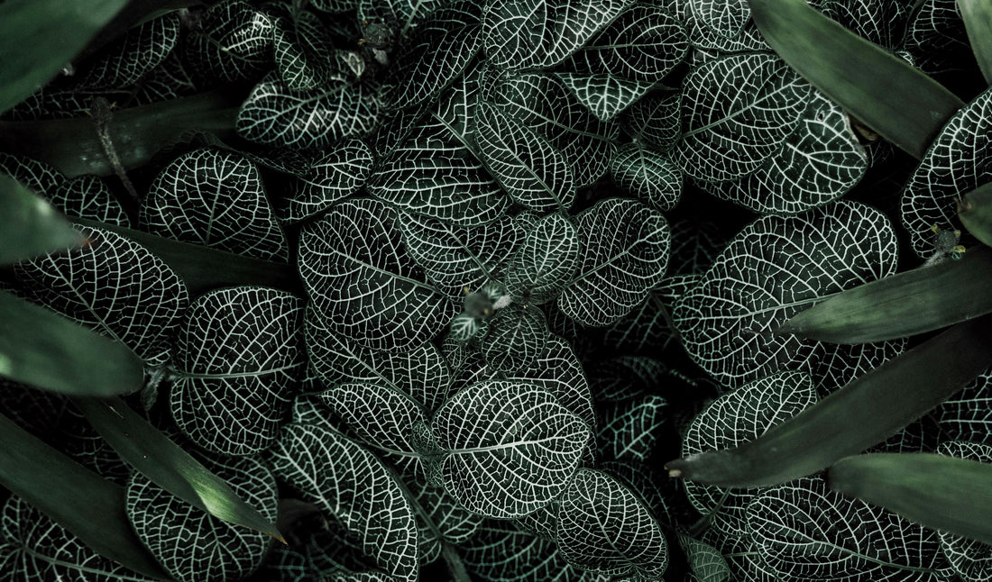 Les plantes adaptogènes : trésors du vivant pour mieux faire face au stress