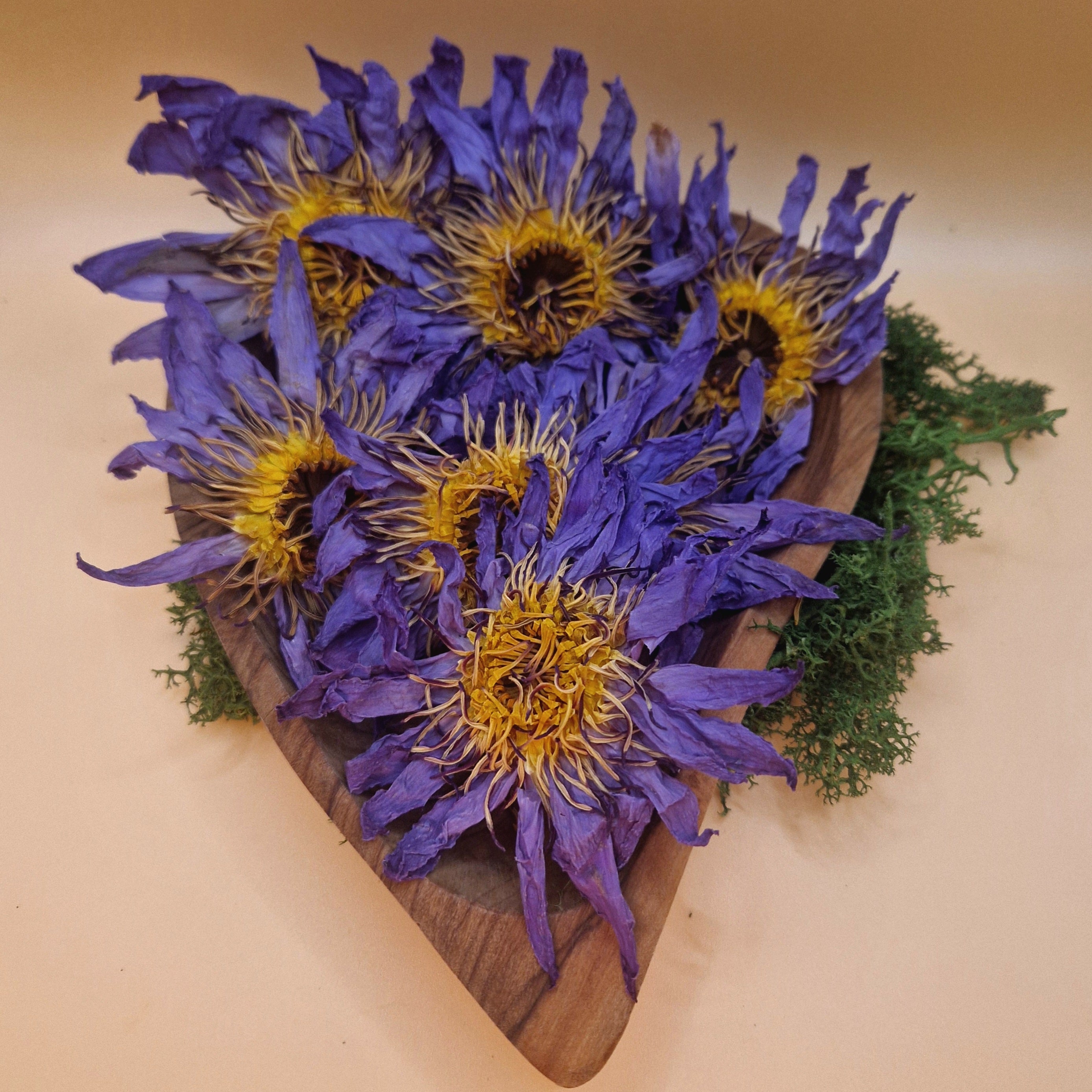 Pack Découverte Lotus