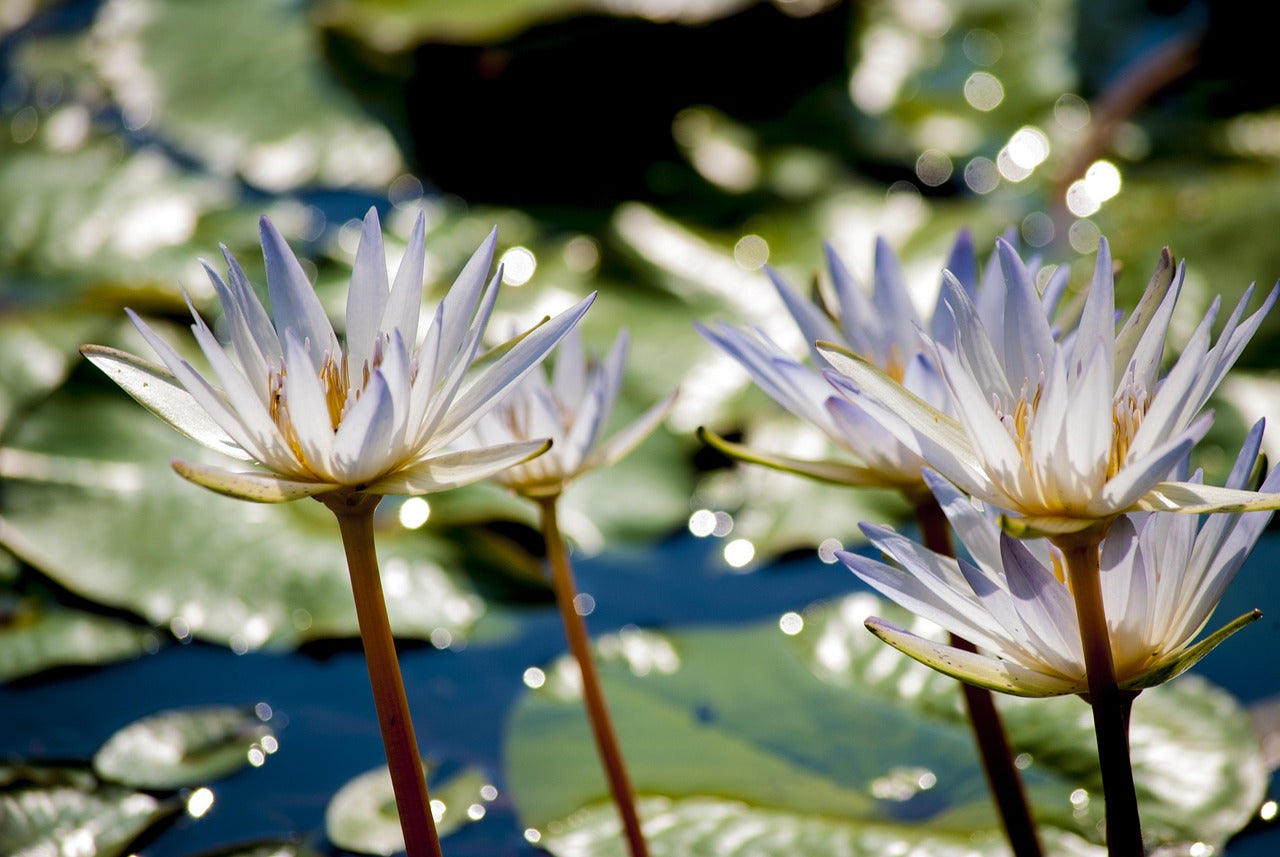 Audio Rituel de printemps - Eclosion